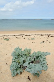 True sea kale (Crambe maritima) or coastal sea kale on a sandy beach, Brittany, France, Europe