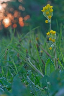 Cowslip (Primula veris), backlit flower, medicinal plant, Peene Valley River Landscape Nature Park,