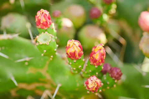 Indian fig opuntia (Opuntia ficus-indica) blossoms and fruits, ebro delta, Catalonia, Spain, Europe