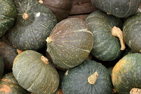 Pile of green Kuri Hokkaido squashes