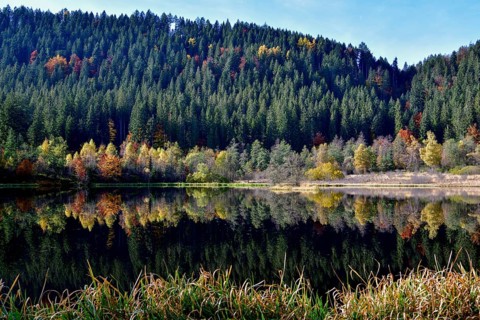 Trees reflected in the Sankenbachsee, Karsee, autumn, near Baiersbronn, Freudenstadt district,
