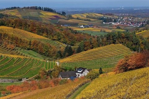 Half-timbered house between autumnally coloured vines, near Durbach, Ortenaukreis, Black Forest,