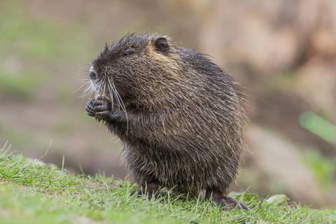 Nutria (Myocastor coypus) sits in a meadow and eats, Lower Austria, Austria, Europe