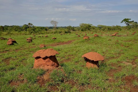 Mushroom-shaped termite mounds (Cubitermes fungifaber), Southwest, Cameroon, Africa