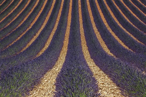Wavy lavender field, flowering true lavender (Lavandula angustifolia), D56, between Valensole and