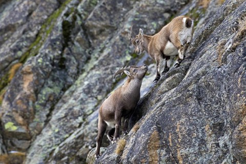 Young male Alpine ibex (Capra ibex) with small horns and juvenile in rock face in winter, Gran