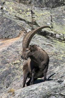 Alpine ibex (Capra ibex) male with large horns and female foraging on mountain slope in autumn in