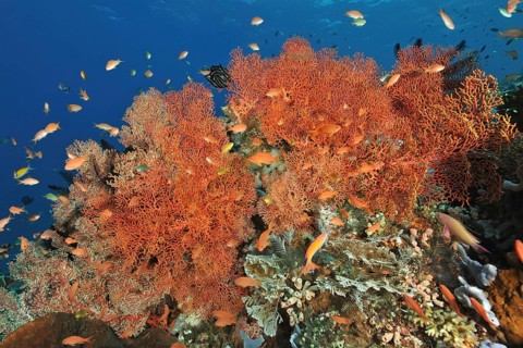 Tropical fan coral (Melithaea ochracea) Nodal fans Sea fans, above sea goldies (Pseudanthias