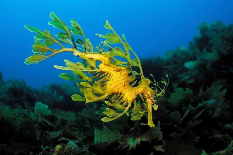 Ragfish (Phycodurus eques), Kangaroo Island, Pacific Ocean, South Australia