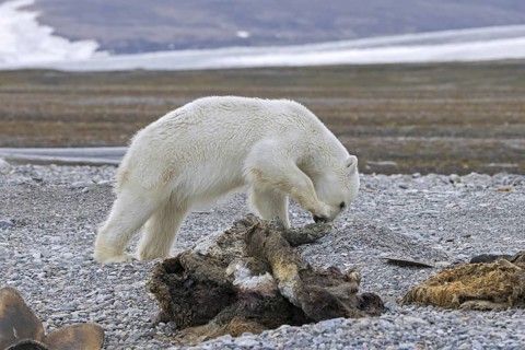 Scavenging polar bear (Ursus maritimus) cub feeding on carcass of dead stranded whale along the