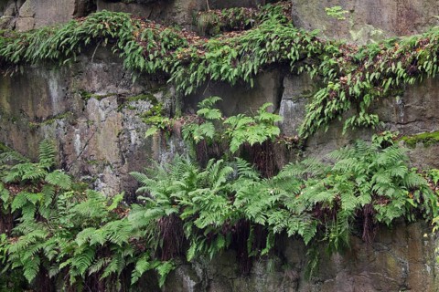 Common bracken (Pteridium aquilinum), brake, eagle fern growing in rock face