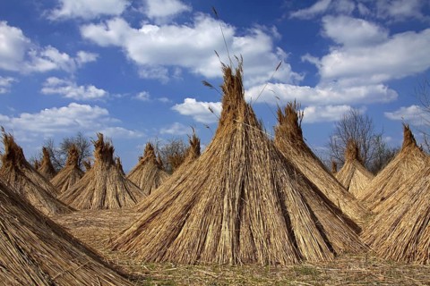 Common Reed (Phragmites communis) harvested bundles drying at Neusiedler Lake, Austria, Europe