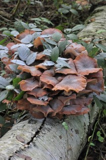 Dark honey fungus (Armillaria solidipes) (Armillaria ostoyae) growing in cluster on tree trunk in