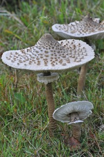 Parasol mushrooms (Macrolepiota procera) (Lepiota procera) in grassland