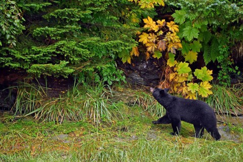 American Black Bear (Ursus americanus) striding along the edge of the forest and looking up,