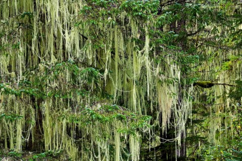 Lichen (Alectoria sarmentosa) in temperate rainforest, Vancouver Island, British Columbia, Canada,