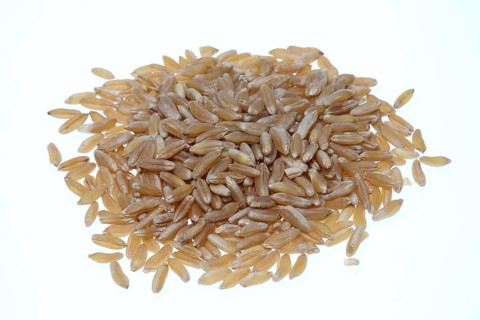 Khorasan wheat (Triticum turgidum × polonicum), also called kamut, is an old variety of spring