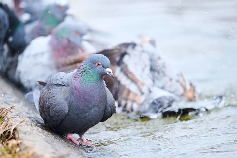 Feral pigeons (Columba livia domestica) taking a bath in the water at the shore of a little pont,