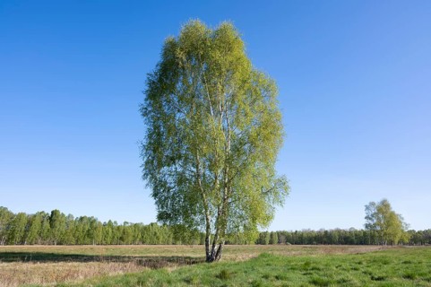 Downy birches (Betula pubescens) in a meadow in spring, blue sky, Lower Saxony, Germany, Europe