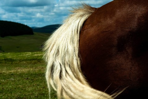 Wild white ponytail, France, Europe