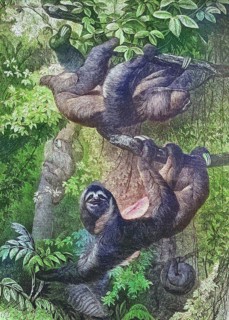 Ai, Sloth, Historical, digitally restored reproduction of an original from the 19th century