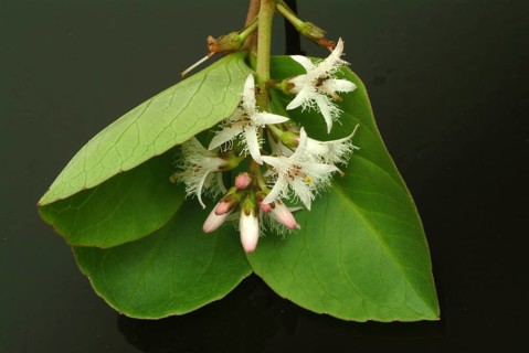 Bog bean (Menyanthes trifoliata) or bitter clover, medicinal plant