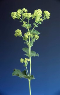 Lady's mantle, also known as common lady's mantle (Alchemilla vulgaris), The positive healing