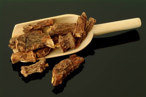 Indian galangal, Alpinia calcarata, Brachychilum horsfeldi, is a rhizomatic perennial herb commonly