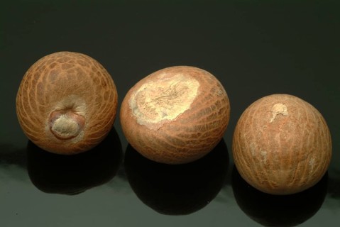 Supari, Areca nut, betel nut, areca nut, puga, pinag, whole fruit, fruit of the areca palm (Areca