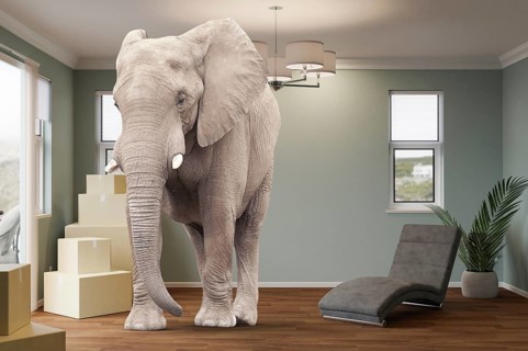 Cardboard moving boxes, chair, plant and an elephant in the room