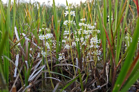 Water feather (Hottonia palustris), flowers, Peene Valley River Landscape Nature Park,