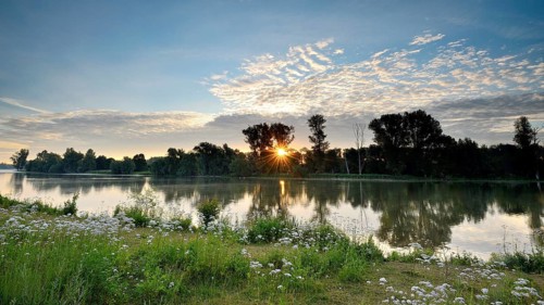 Morning glow with sunbeams on the Old Rhine with valerian (Valeriana officinalis) and deciduous