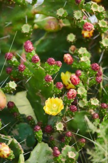 Indian fig opuntia (Opuntia ficus-indica) blossoms and fruits, ebro delta, Catalonia, Spain, Europe