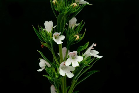 Summer savory (Satureja hortensis), also garden savory, true savory, pepperwort, family of the