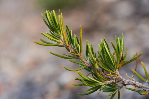 Rosemary (Salvia rosmarinus), growing at Mount "La Talaia del Montmell" at evening, Catalonia,
