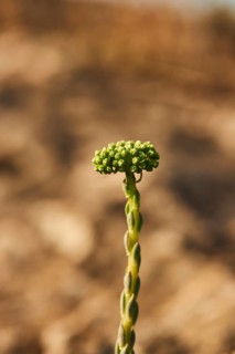 White stonecrop (Sedum album) blooming at Mount "La Talaia del Montmell" at evening, Catalonia,