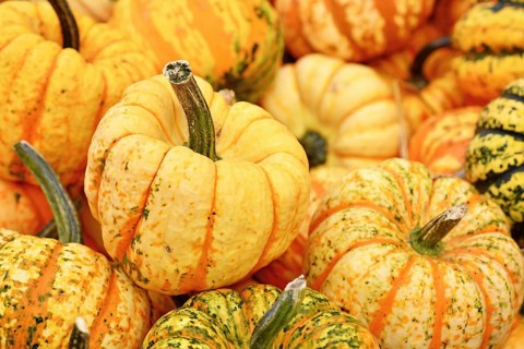 Yellow Carnival squashe in pile of pumpkins