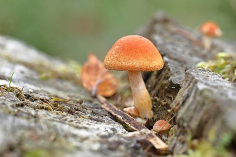 Brick cap (Hypholoma sublateritium) on decaying tree stump, Wilnsdorf, North Rhine-Westphalia,