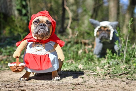Funny French Bulldog dogs dressed up with Halloween costume as fairytale character Little Red