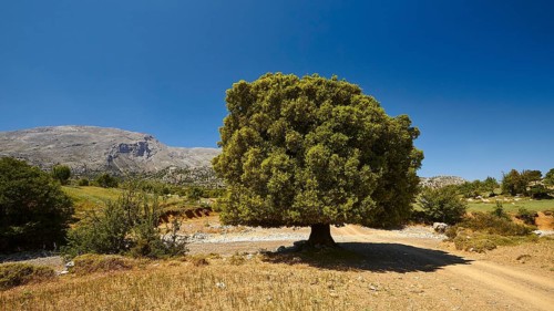 Katharo plateau, Katharo, single green tree, dry meadow, grey mountains, Lassithi, East Crete,