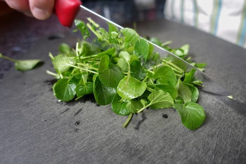 Watercress (Nasturtium officinale), fresh cress for the preparation of a cress soup, cutting board,