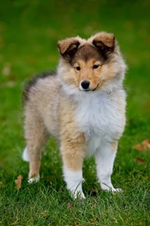 Shetland Sheepdog (Canis lupus familiaris), collie pup in garden