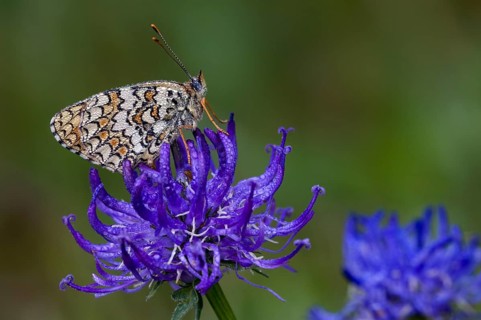 Dew-covered knapweed fritillary (Melitaea phoebe) on Round-leaved round-headed rampion (Phyteuma