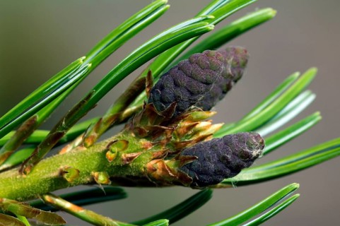 Japanese white pine (Pinus parviflora), Japanese five-needle pine (Pinus pentaphylla) close up of