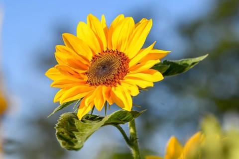 Sunflower, blossom, in a field near Bühl, district of Rastatt, Black Forest, Baden-Württemberg,