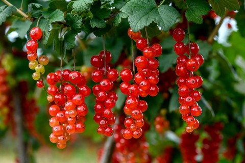 Currants on a bush, near Mösbach, Black Forest, Ortenau district, Baden-Württemberg, Germany,