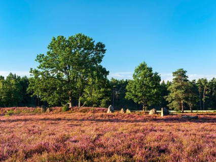 Typical heath landscape with flowering heather and megalithic tomb, Lüneburg Heath, Lower Saxony,