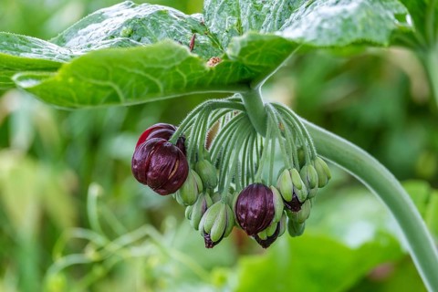Dysosma mayapple (Podophyllum), Chinese May apple, Netherlands