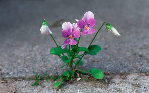 Common pansy (Viola tricolor), Pansy