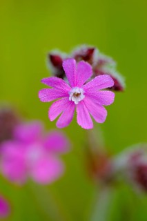 Red campion, Dingdener Heide nature reserve, North Rhine-Westphalia, Germany, Europe